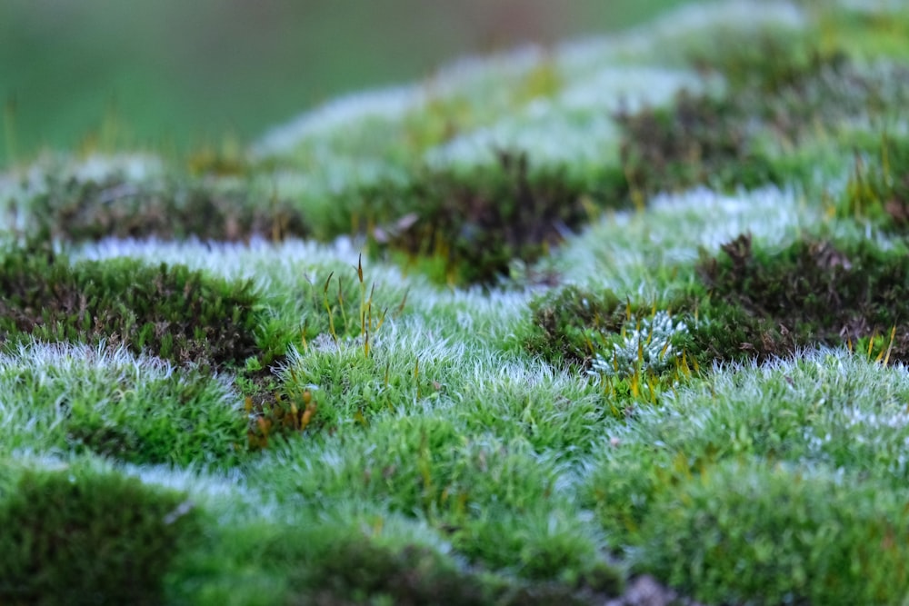 a close up of a green mossy surface