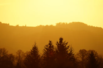 A serene natural landscape bathed in soft golden hour light.