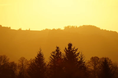 A serene natural landscape bathed in soft golden hour light.