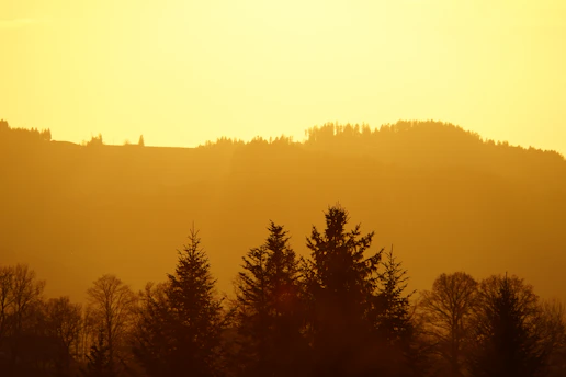 A serene landscape at golden hour with soft light illuminating rolling hills and a lone tree.