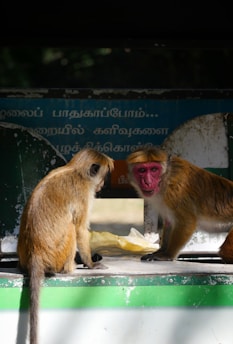 Two monkeys are positioned on a platform with a sign displaying Tamil script in the background. The monkey on the right has a red face, and both appear to be interacting with each other. A yellow plastic sheet is visible between them.