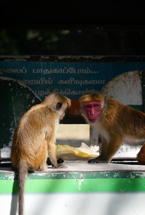 Two monkeys are positioned on a platform with a sign displaying Tamil script in the background. The monkey on the right has a red face, and both appear to be interacting with each other. A yellow plastic sheet is visible between them.