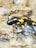 A black and yellow spotted amphibian partially submerged in clear, shallow water, with smooth rocks visible underneath.