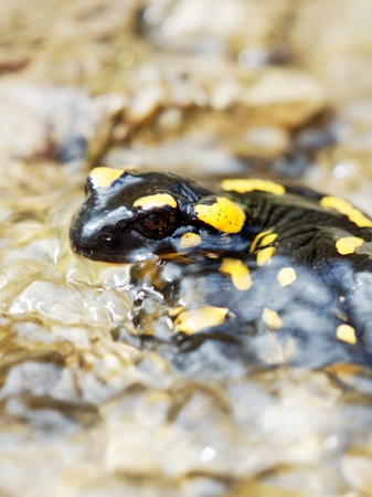A black and yellow spotted amphibian partially submerged in clear, shallow water, with smooth rocks visible underneath.
