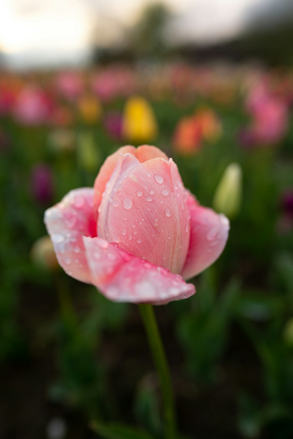 a pink flower with water droplets on it