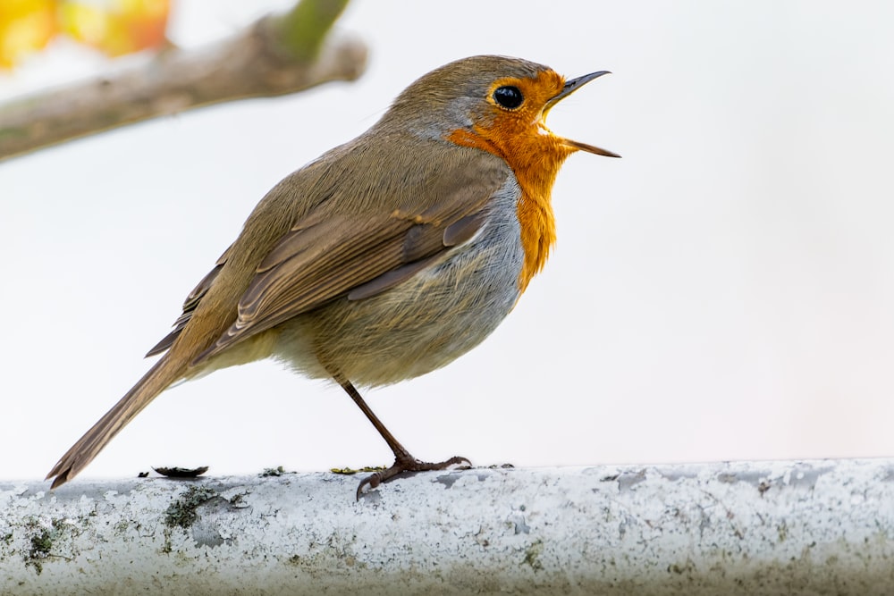 a small brown and orange bird sitting on a branch