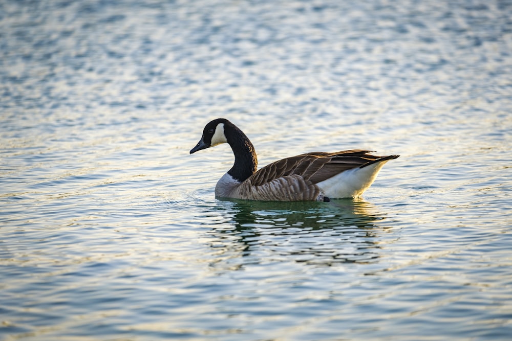 a duck floating on top of a body of water