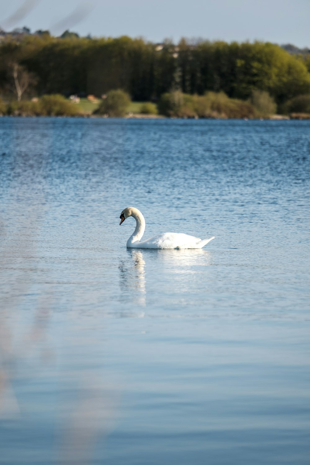 a white swan floating on top of a lake