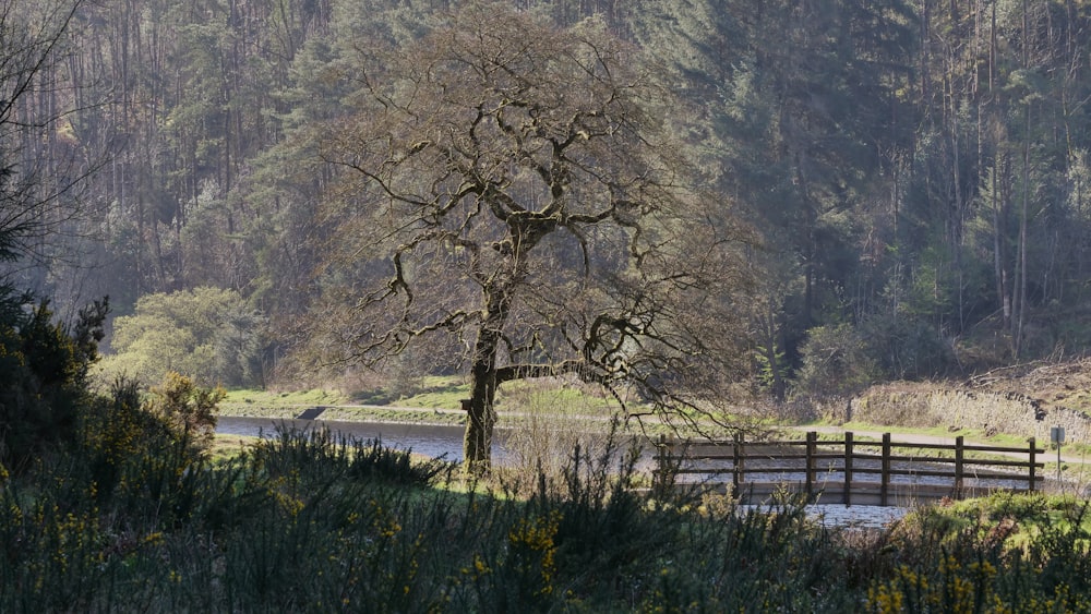 a lone tree in the middle of a field