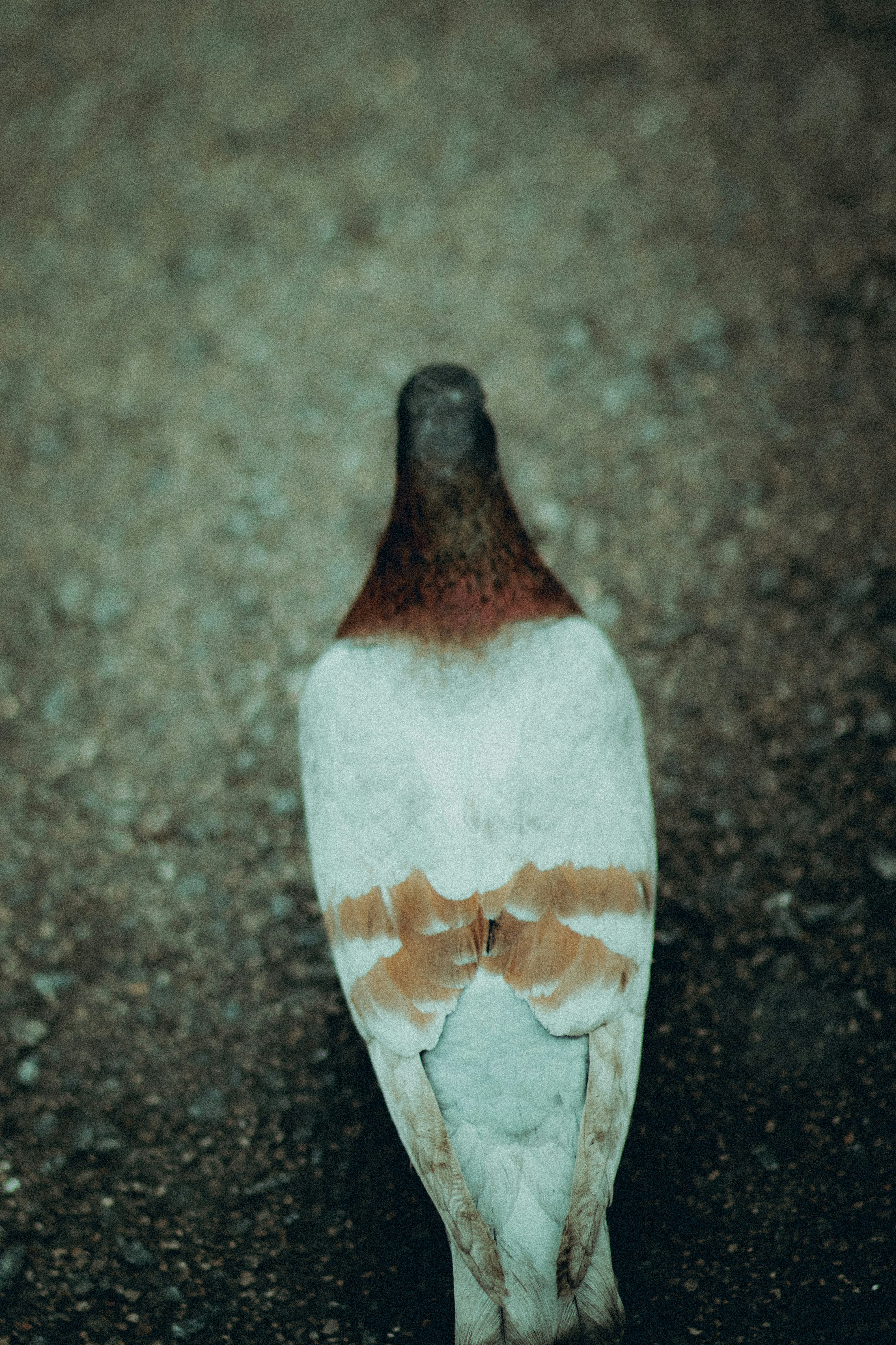 Photo by gringophoto