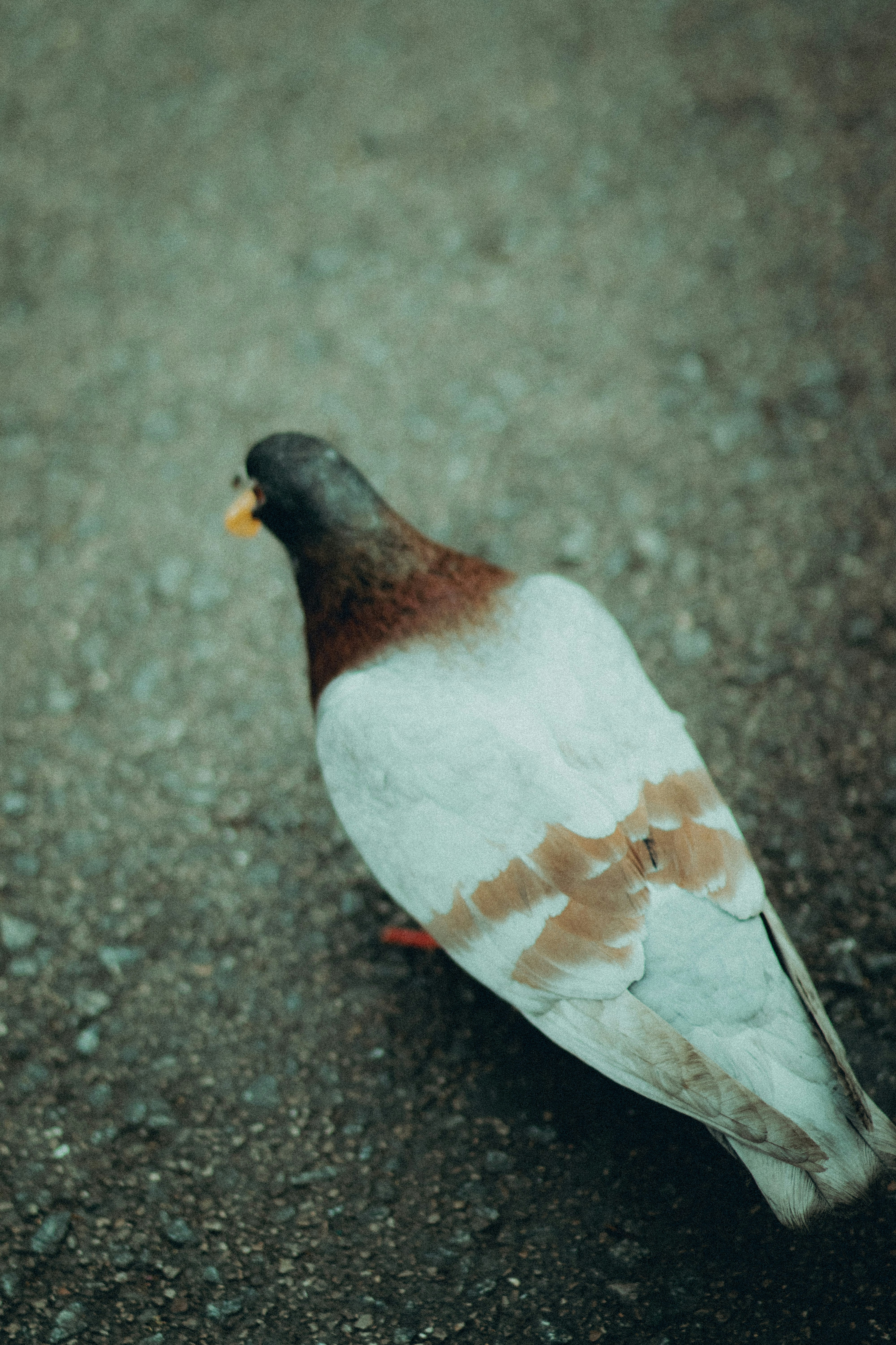 Photo by gringophoto