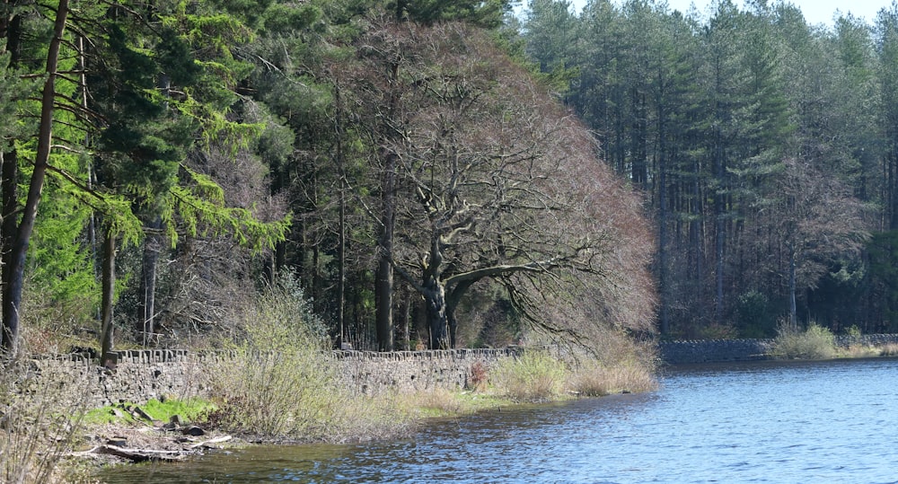 a body of water surrounded by trees and grass