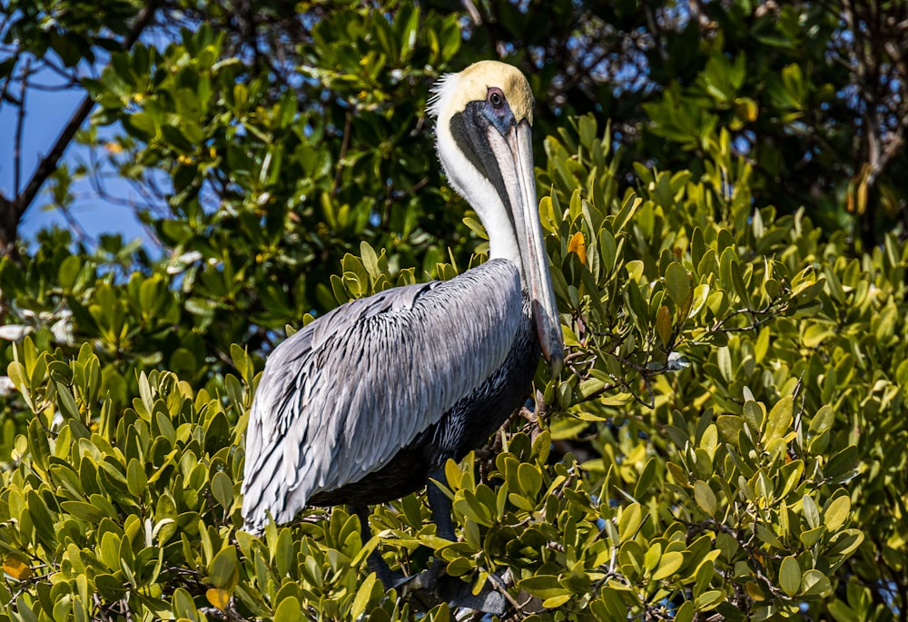 a large bird standing in a tree filled with leaves