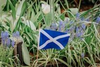 Close-up of a Scottish tartan flag waving outdoors.