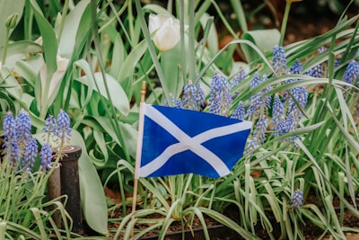 Close-up of a Scottish tartan flag waving outdoors.