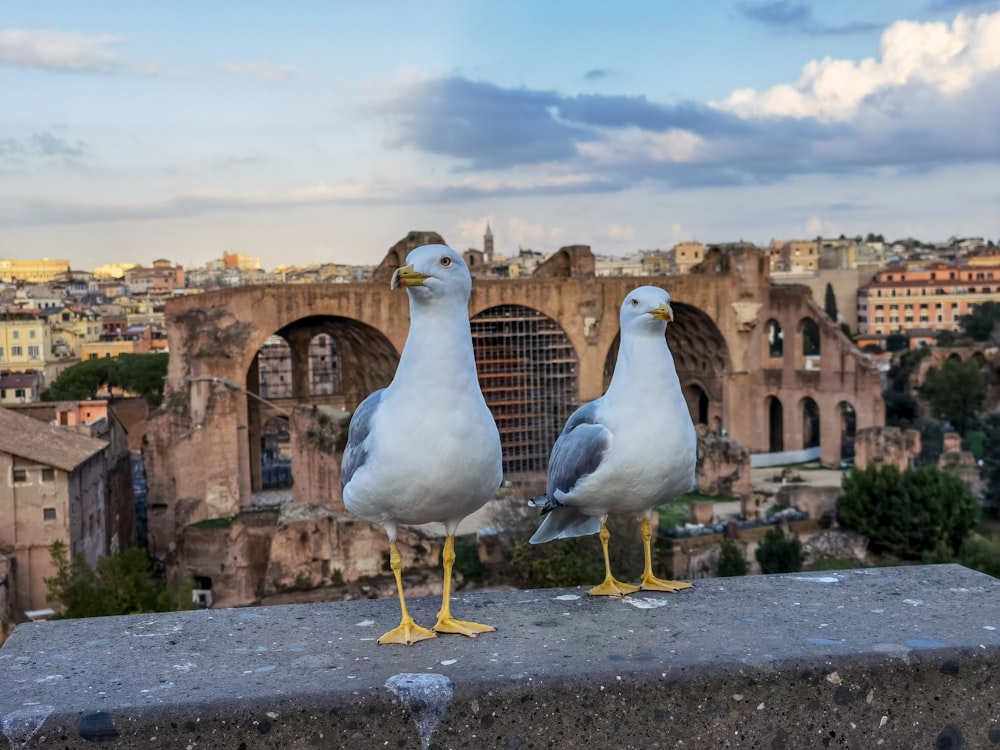 two seagulls standing on a ledge in front of a city