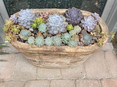 A large, rustic rectangular planter contains an assortment of succulent plants. The succulents vary in shape, size, and color, ranging from pale greens to purples, with some showing soft pink hues. The planter rests on a tiled surface next to a glass window, providing a natural and serene display.