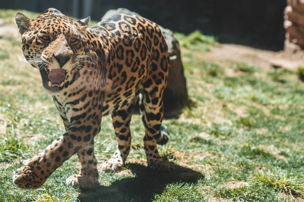 a large leopard walking across a lush green field