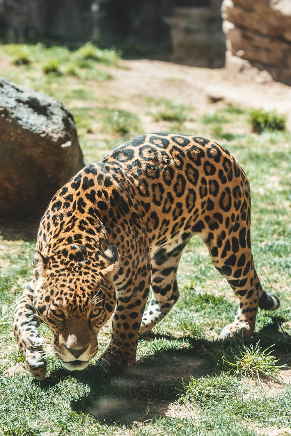 a large leopard standing on top of a lush green field