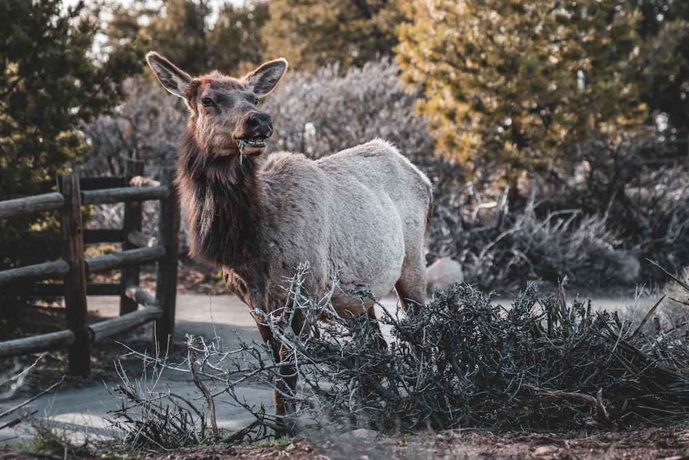 a large animal standing next to a wooden fence