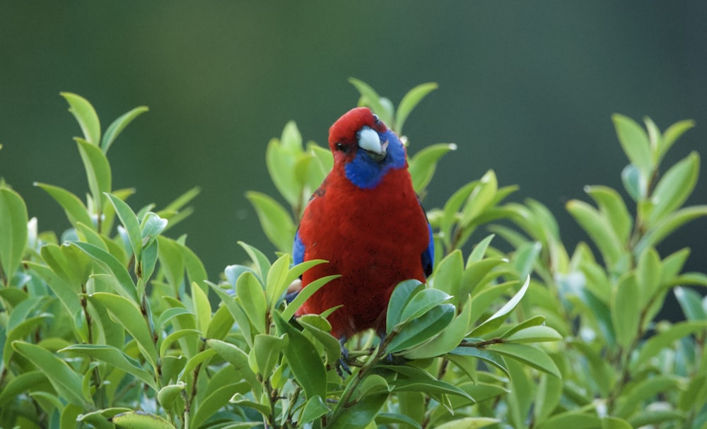 a red and blue bird sitting on top of a tree