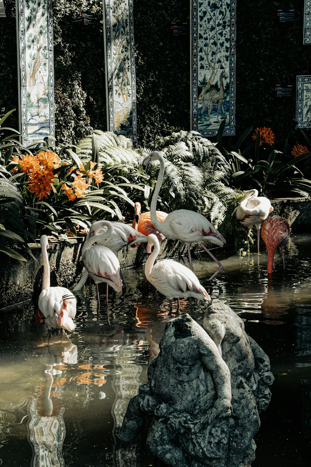a group of flamingos are standing in the water