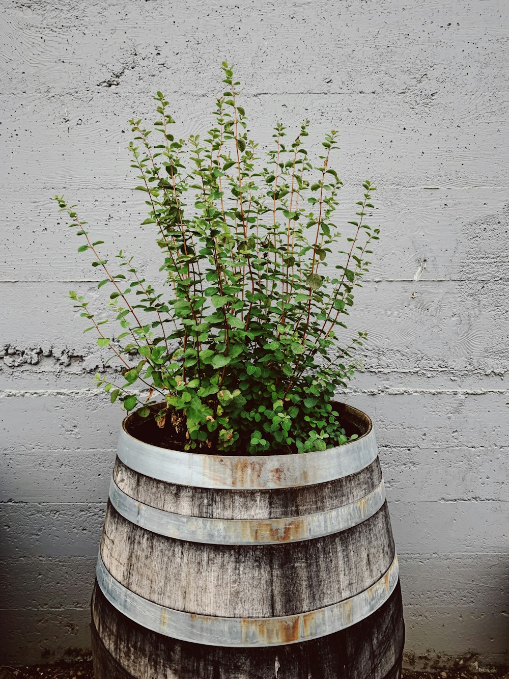 a plant is growing out of a barrel