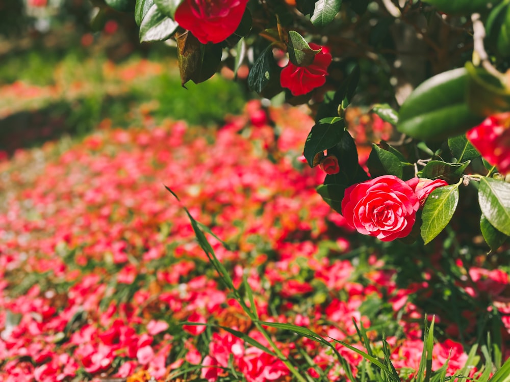 a field full of red flowers with green leaves