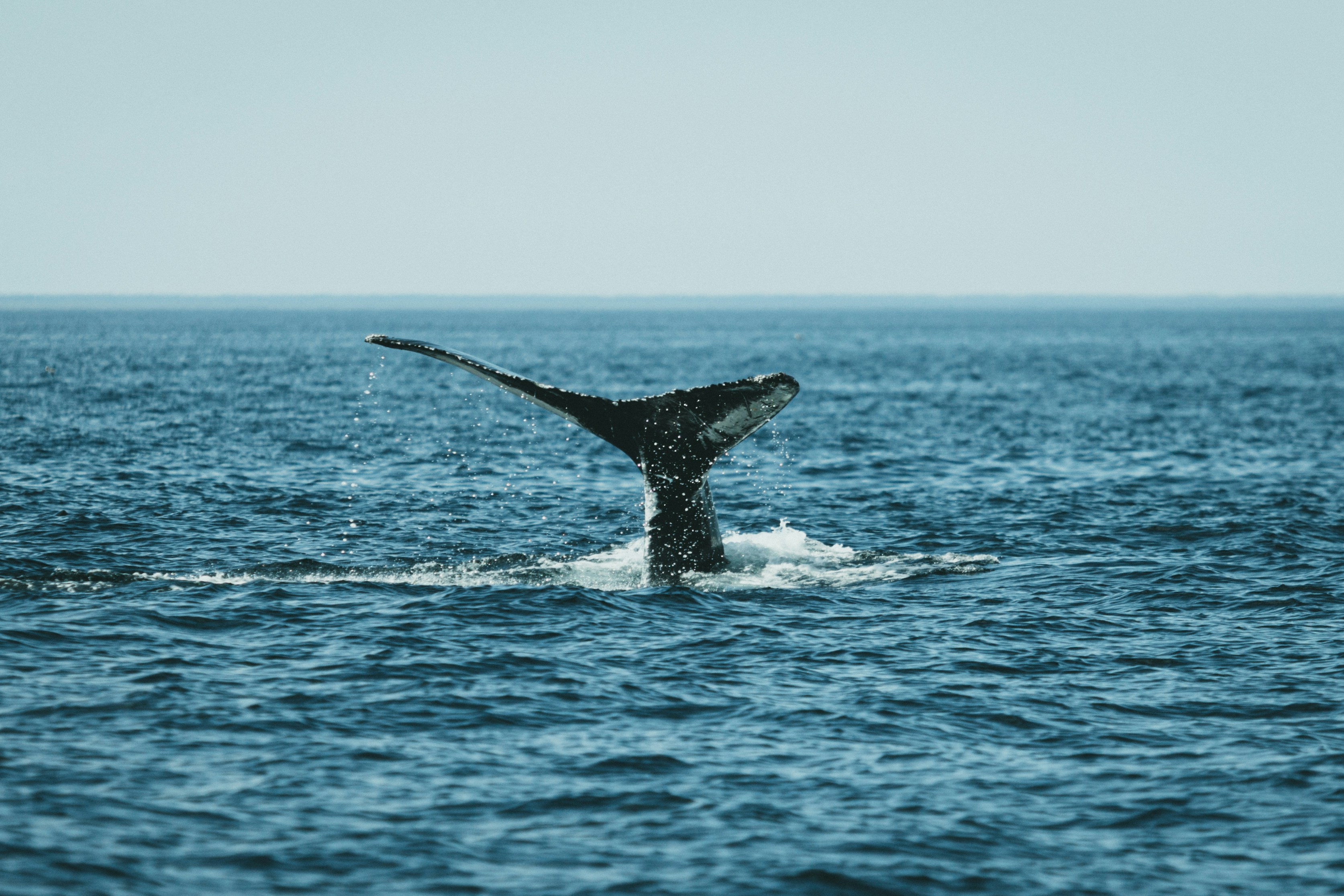 Satoshi-era whale moves $85M in Bitcoin after 13 years