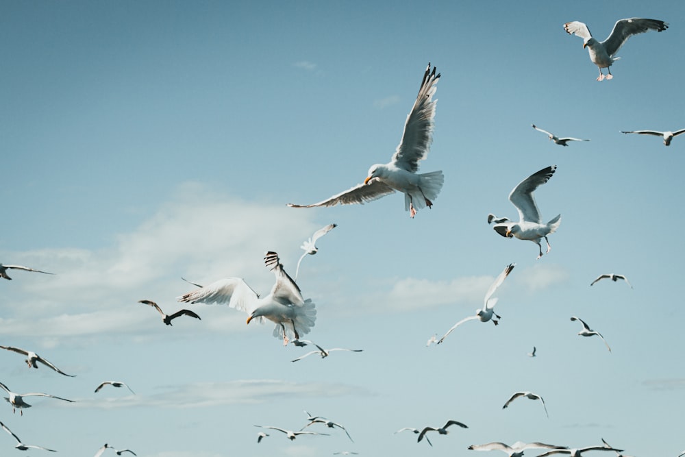 a flock of seagulls flying through a blue sky