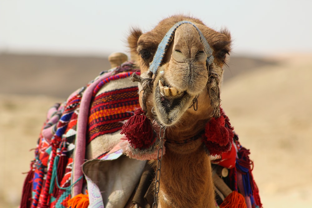 a close up of a camel in the desert