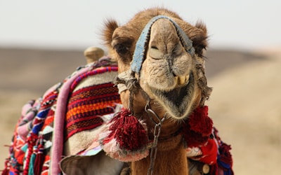 A close up of a camel with a blanket on it's back