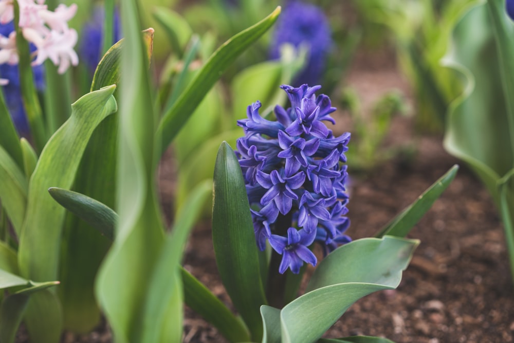 a close up of a blue flower in a garden