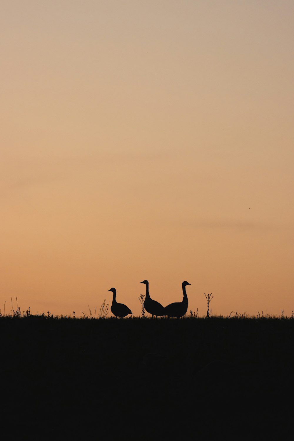 a couple of birds that are standing in the grass