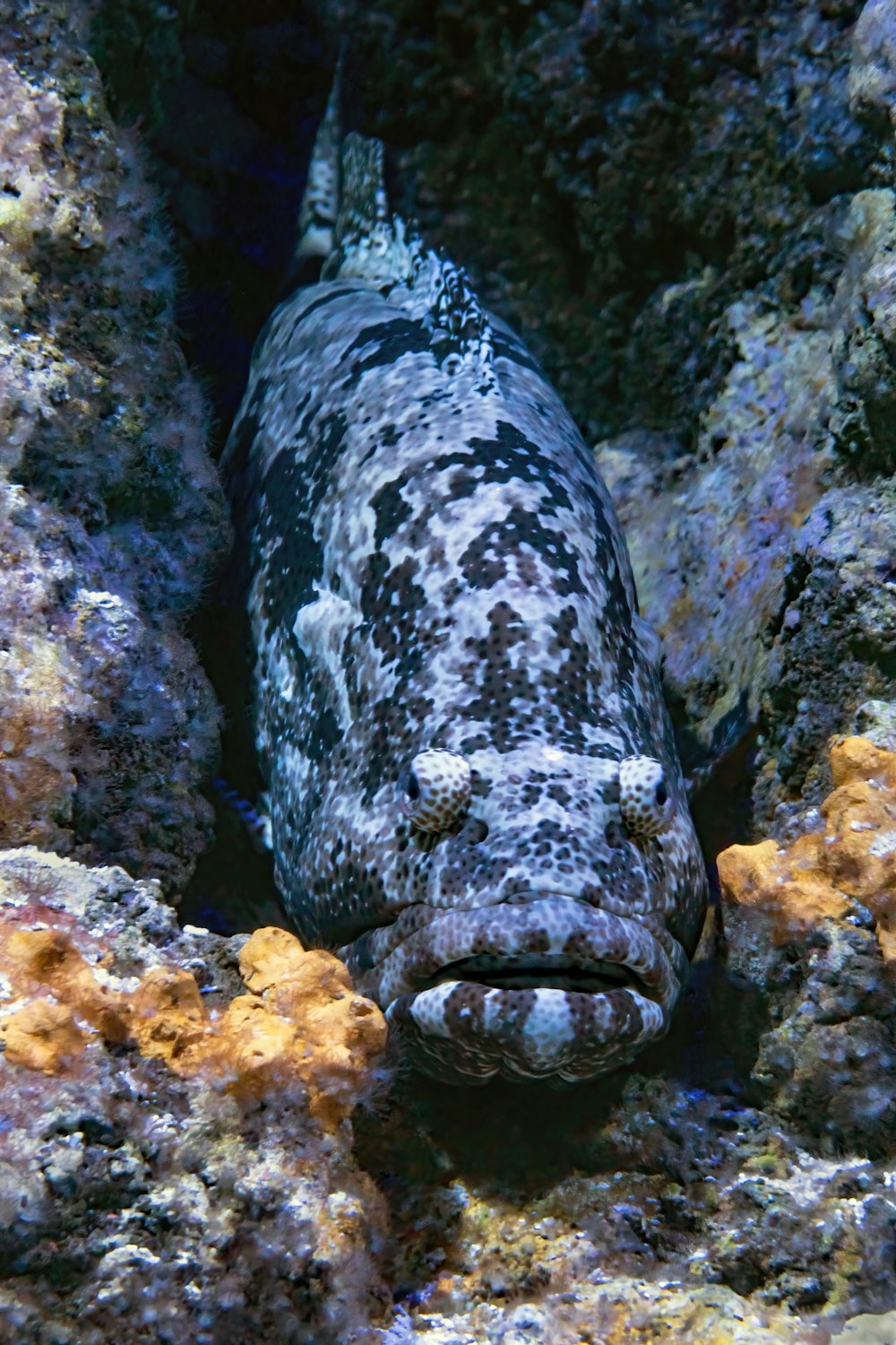 a black and white fish hiding in a coral