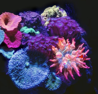 a group of different colored corals on a black background