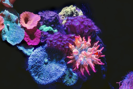 Intricate coral reefs in vibrant colors create a stunning underwater scene. The image showcases a variety of coral textures and types, including branch-like and sponge-like formations. A clownfish, known for its striking appearance, moves among the corals.
