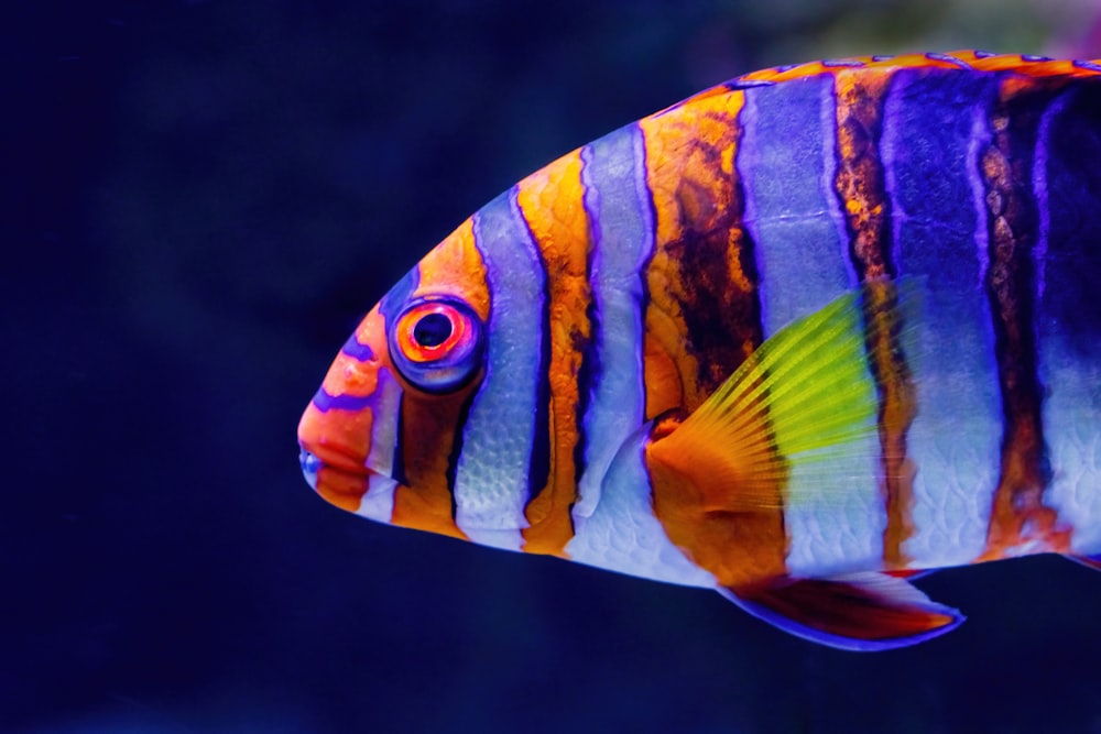 a close up of a colorful fish in an aquarium