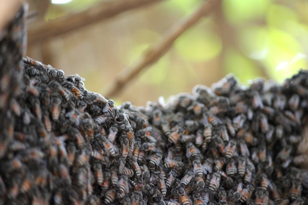 a swarm of bees on a tree branch