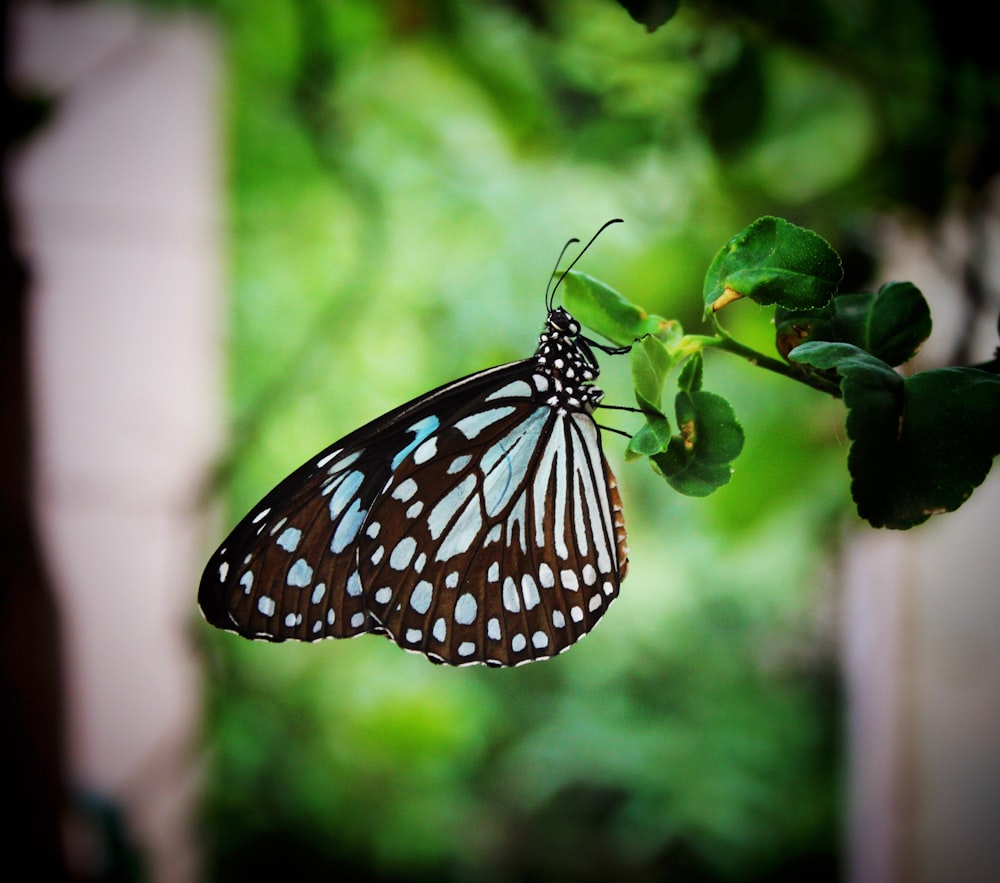 a butterfly that is sitting on a leaf