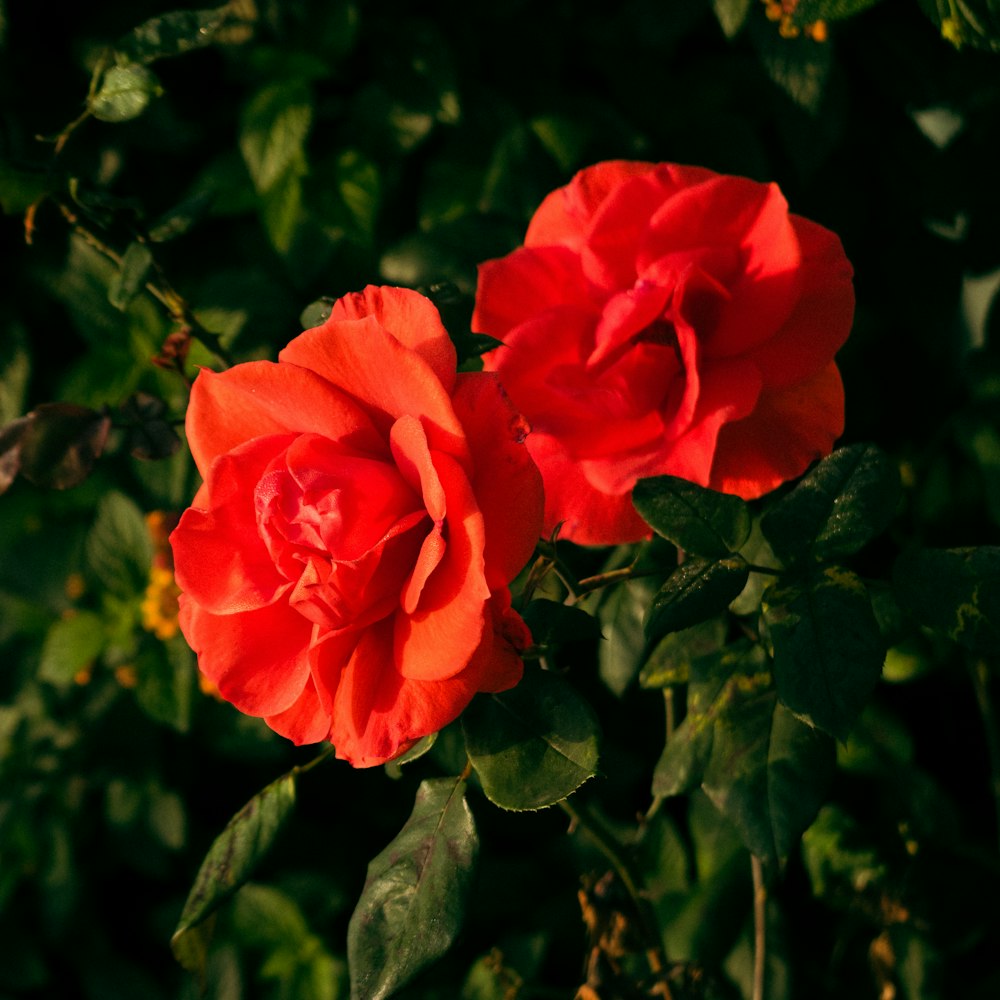 Un par de rosas rojas que están en un arbusto