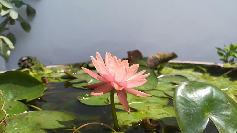 a pink flower sitting in a pond of water
