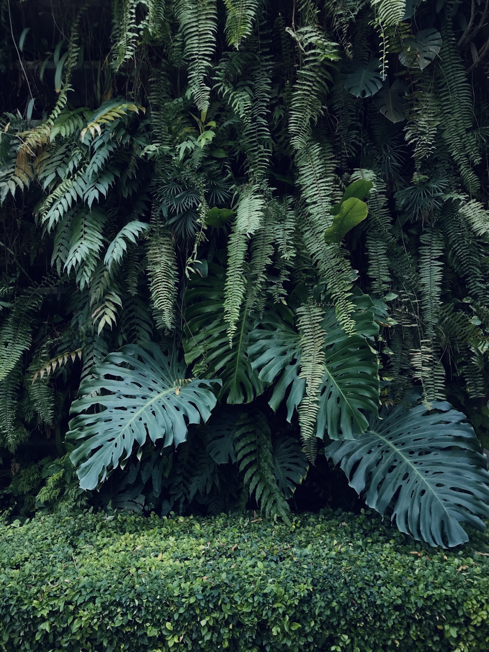 a lush green forest filled with lots of plants