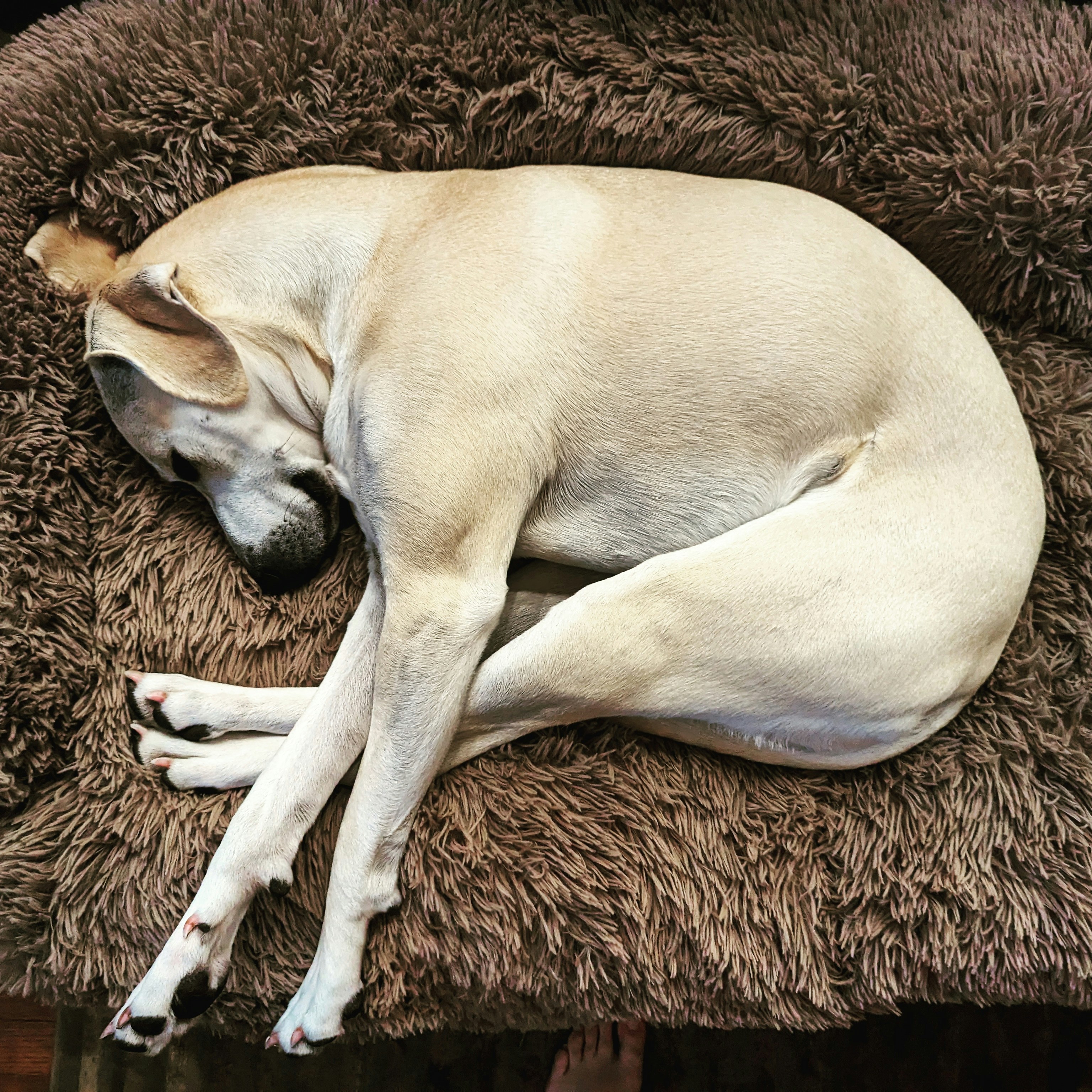 a large white dog sleeping on top of a brown blanket