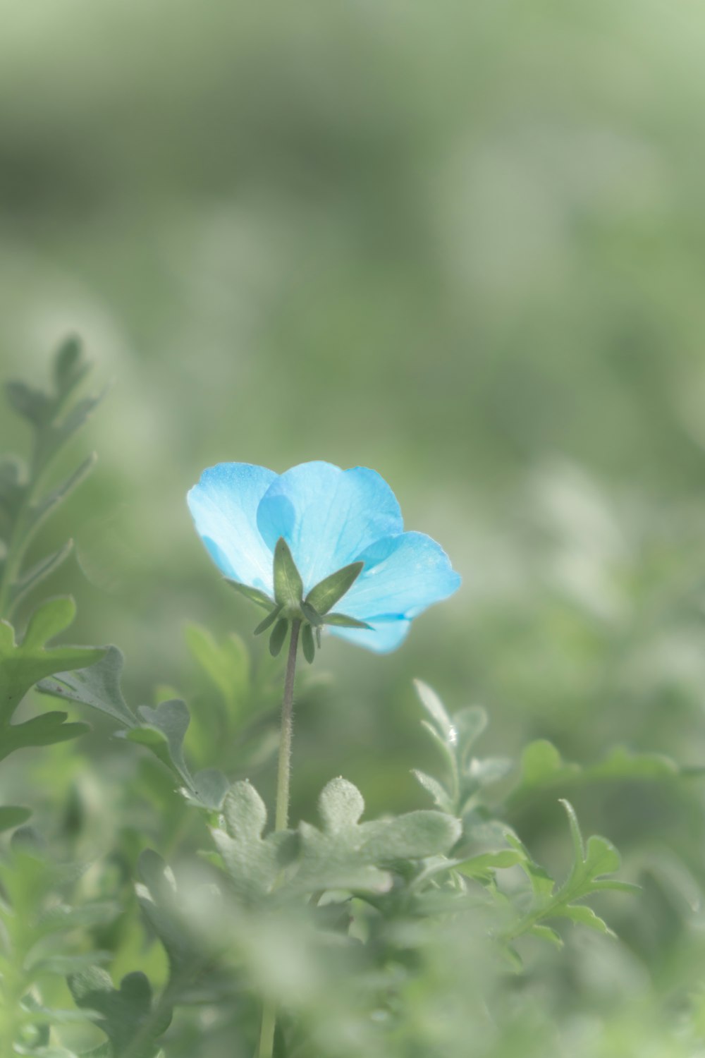 a blue flower is in the middle of a field