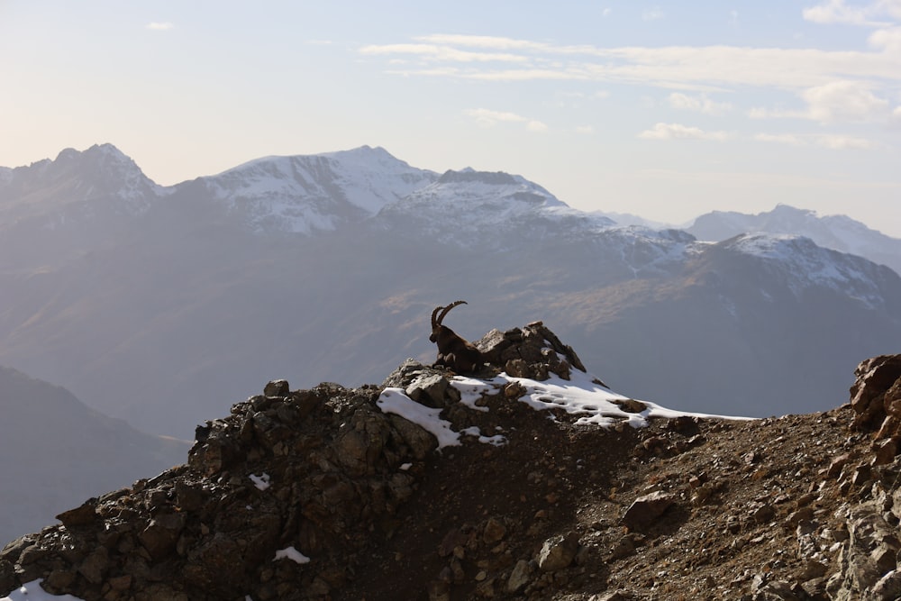 a goat standing on top of a rocky mountain