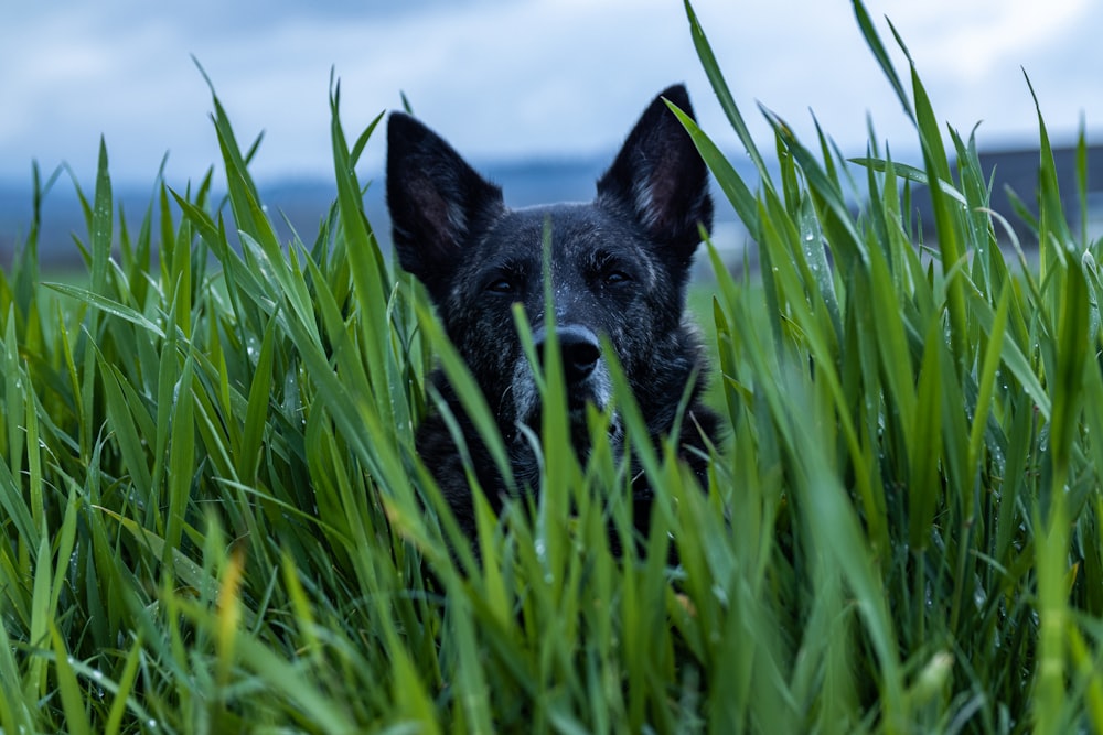 Ein schwarzer Hund, der im hohen Gras sitzt und in die Kamera schaut