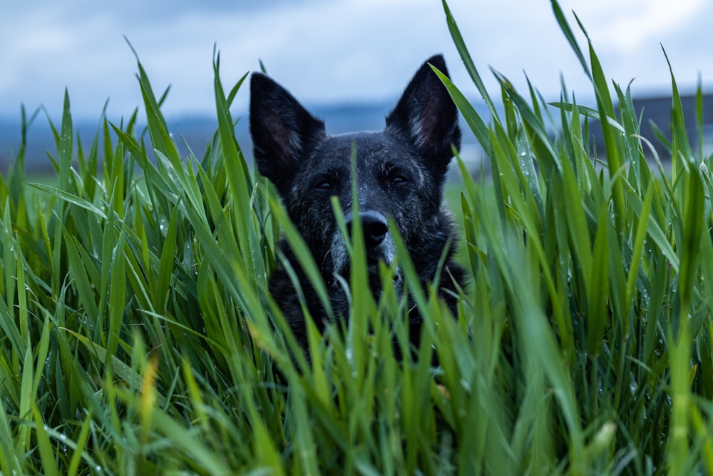 a black dog sitting in tall grass looking at the camera