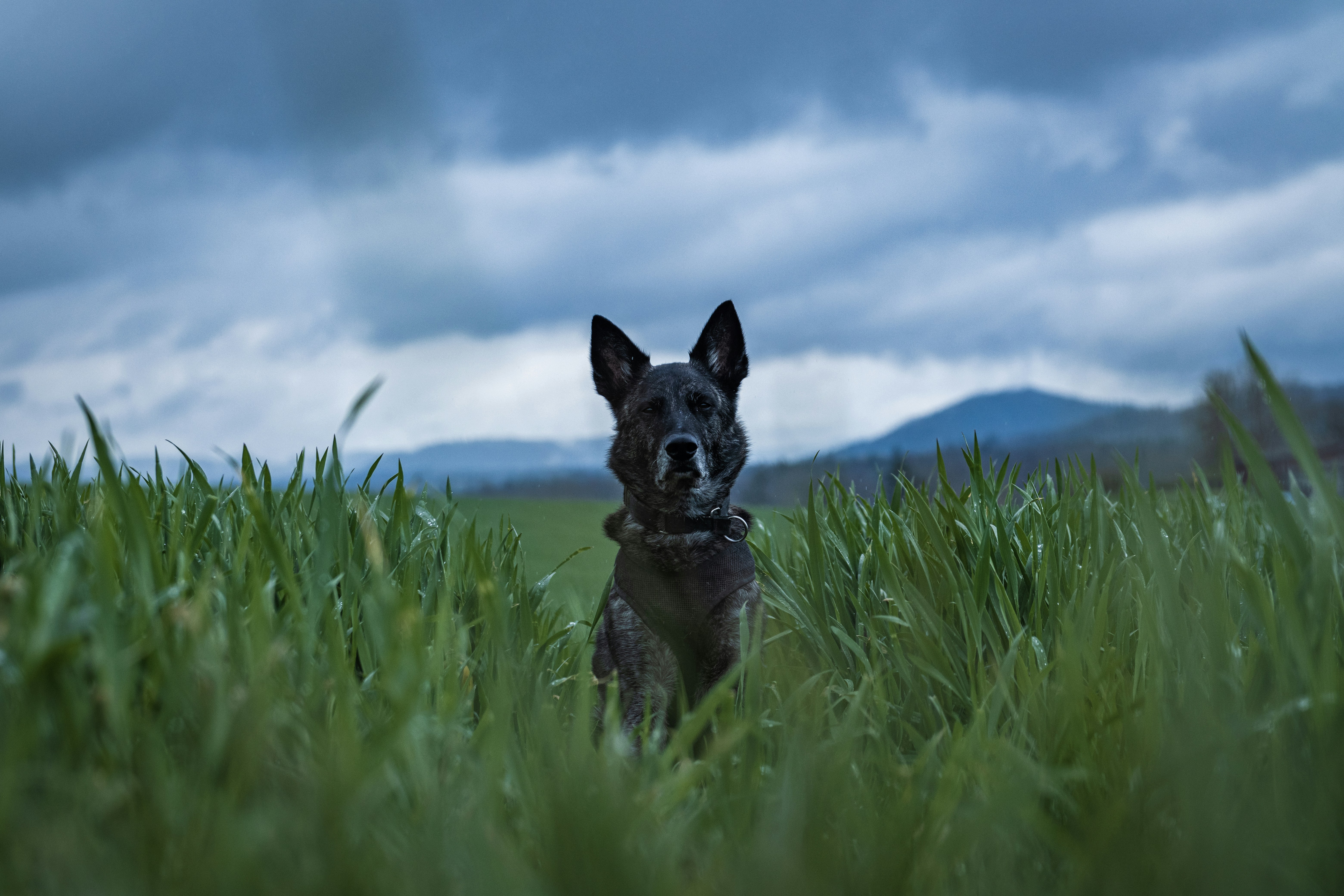 Photo by noelwangler