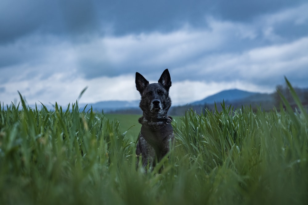 Ein Hund sitzt im hohen Gras